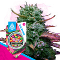 Runtz (Zamnesia Seeds) Feminiserede