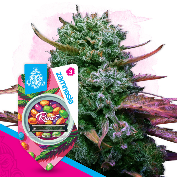 Runtz (Zamnesia Seeds) Feminiserede