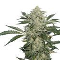 Creamy Kees (Super Sativa Seed Club) regulær