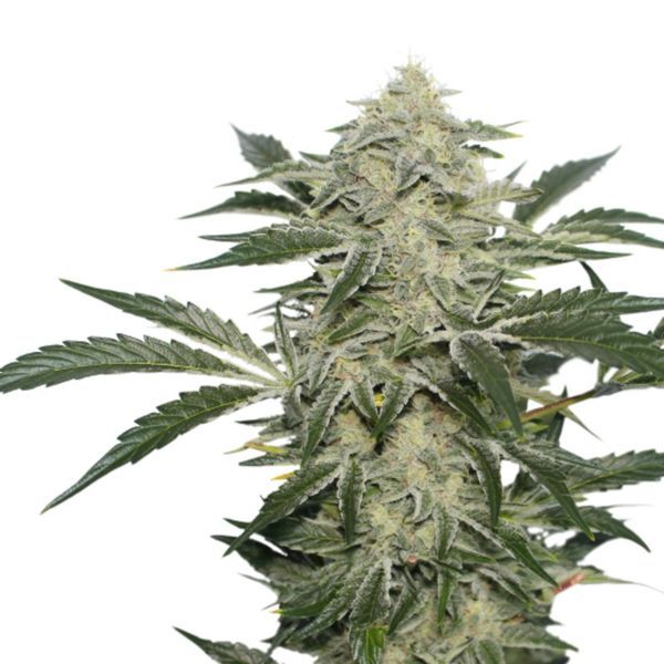 Creamy Kees (Super Sativa Seed Club) regulær