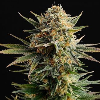 Gypsy Kush (Kannabia) feminiserede cannabisfr&oslash;