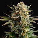 Gypsy Kush (Kannabia) Feminiserede
