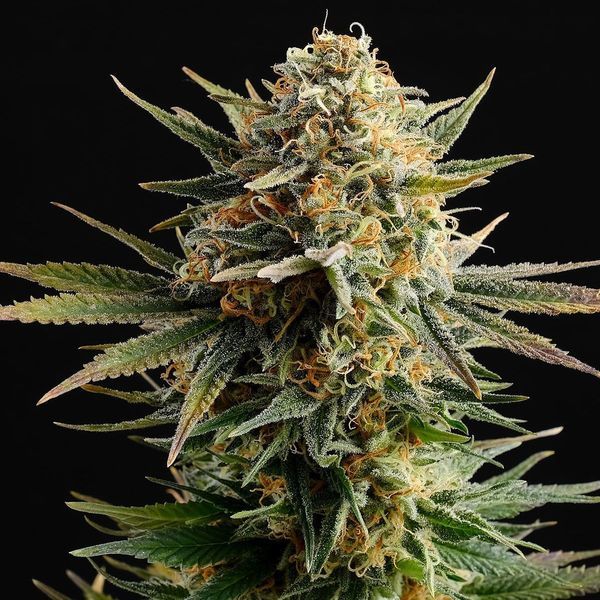 Gypsy Kush (Kannabia) Feminiserede