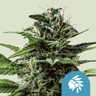 Tatanka Pure CBD (Royal Queen Seeds) Feminiserede