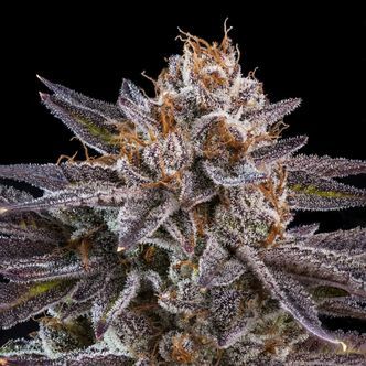 OMG (Ripper Seeds) feminiserede