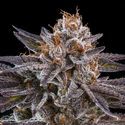 OMG (Ripper Seeds) Feminiserede