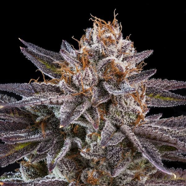 OMG (Ripper Seeds) Feminiserede