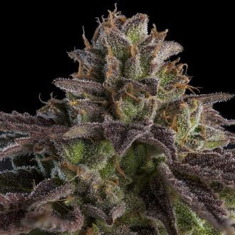 KmintZ (Ripper Seeds) Feminiserede
