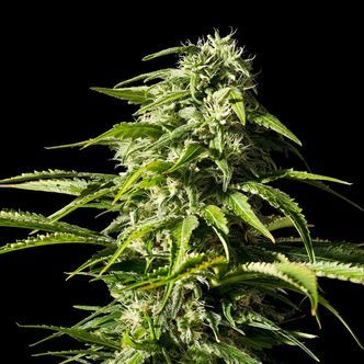 Big Bull (Kannabia) feminiserede cannabisfr&oslash;