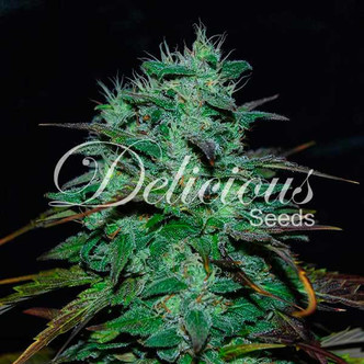 Chocobang (Delicious Seeds) feminiserede