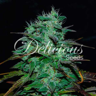 Chocobang (Delicious Seeds) Feminiserede