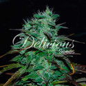 Chocobang (Delicious Seeds) Feminiserede