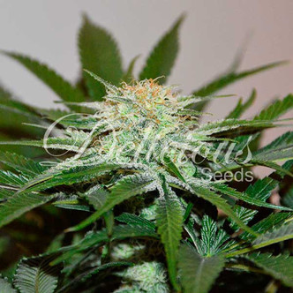 Descojack (Delicious Seeds) feminiserede cannabisfr&oslash;
