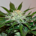 Descojack (Delicious Seeds) Feminiserede