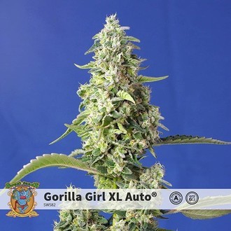 Gorilla Girl XL Auto (Sweet Seeds) Feminiserede