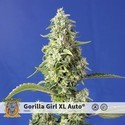 Gorilla Girl XL Auto (Sweet Seeds) Feminiserede