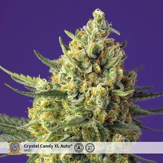 Crystal Candy XL Auto (Sweet Seeds) Feminiserede