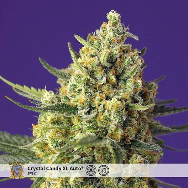 Crystal Candy XL Auto (Sweet Seeds) Feminiserede
