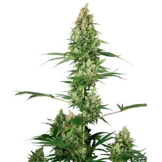 Silver Fire (Sensi Seeds) feminiserede cannabisfr&oslash;