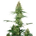 Silver Fire (Sensi Seeds) Feminiserede