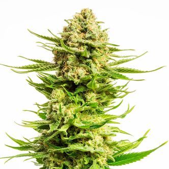 Indica Cream (Kannabia) feminiserede cannabisfr&oslash;