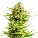 Indica Cream (Kannabia) Feminiserede