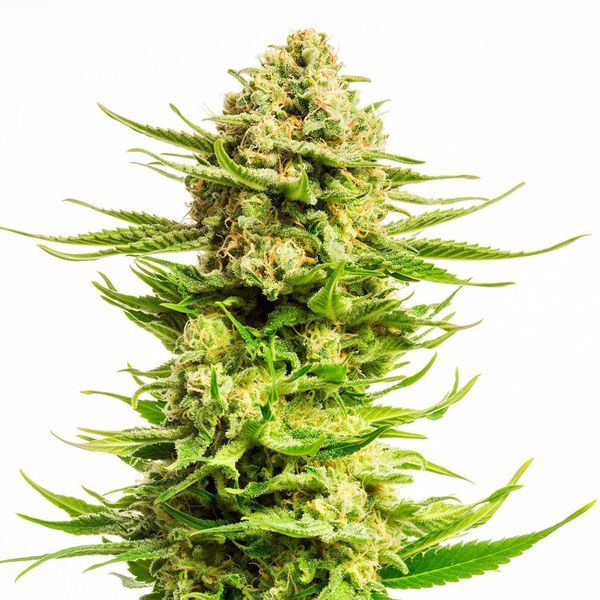 Indica Cream (Kannabia) Feminiserede