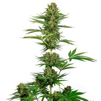Satin Black Domina CBD (Sensi Seeds) Feminiserede