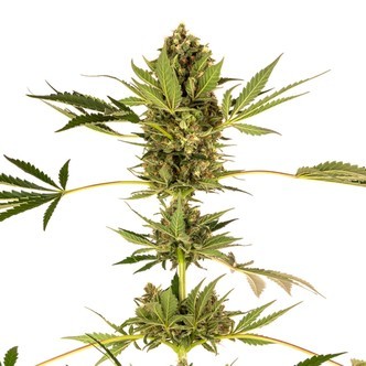 Himalayan CBD (Sensi Seeds) feminiserede cannabisfr&oslash;