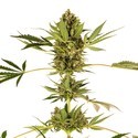 Himalayan CBD (Sensi Seeds) Feminiserede