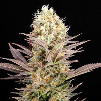 La Reina De Africa AKA Kaboom (Kannabia) feminiserede cannabisfr&oslash;
