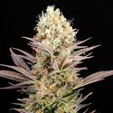 La Reina De Africa aka Kaboom (Kannabia) Feminiserede