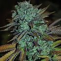 Expert Gorilla (Expert Seeds) Feminiserede
