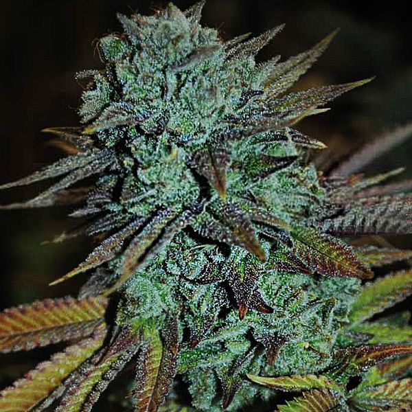 Expert Gorilla (Expert Seeds) Feminiserede