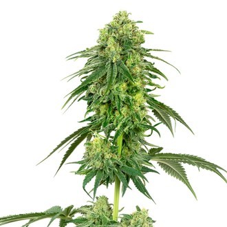 Strawberry Kush (White Label) Feminiserede