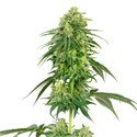 Strawberry Kush (White Label) Feminiserede