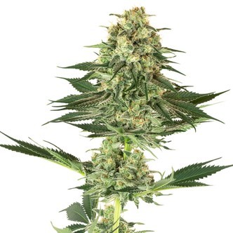 Banana Kush (White Label) Feminiserede cannabisfr&oslash;