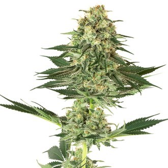 Banana Kush (White Label) Feminiserede