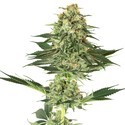 Banana Kush (White Label) Feminiserede