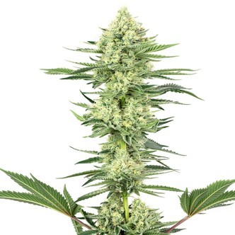 White Gorilla Haze (White Label) feminiserede cannabisfr&oslash;