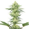 White Gorilla Haze (White Label) Feminiserede