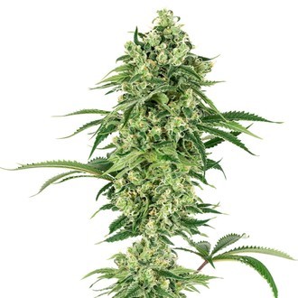 Double Banana Kush (White Label) Feminiserede