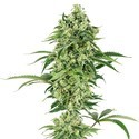 Double Banana Kush (White Label) Feminiserede