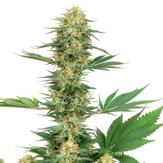 Gelato 420 (White Label) feminiserede cannabisfr&oslash;