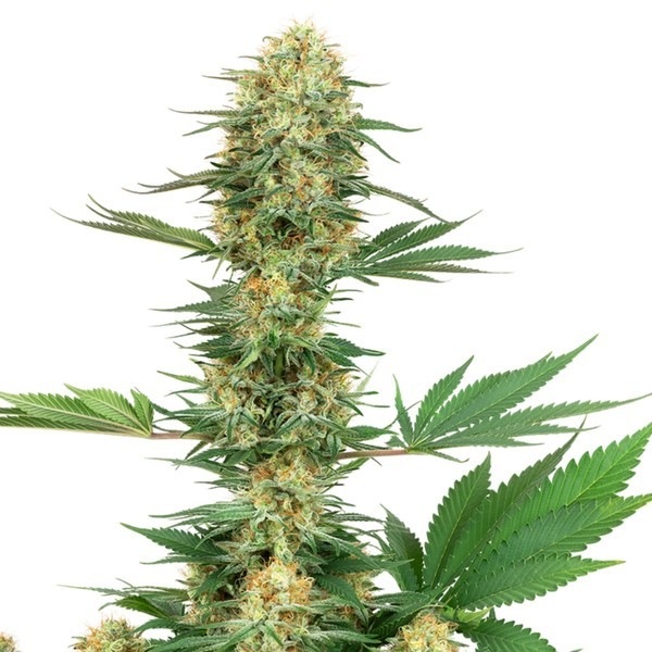 Gelato 420 (White Label) Feminiserede