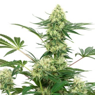 Wedding Cheesecake (White Label) Feminiserede