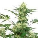 Wedding Cheesecake (White Label) Feminiserede