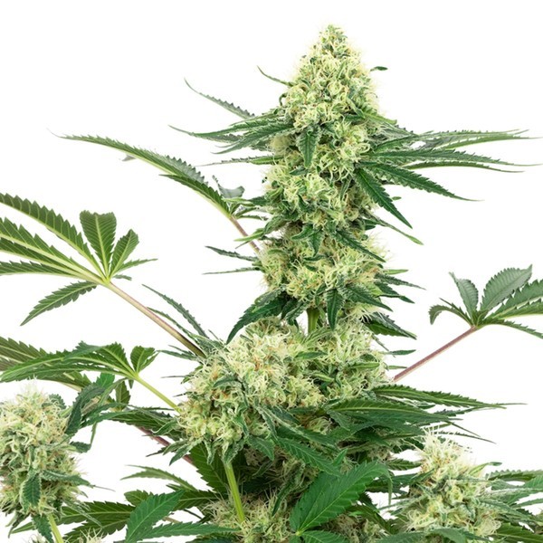 Wedding Cheesecake (White Label) Feminiserede