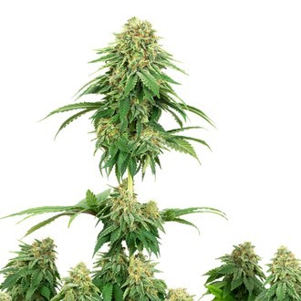 Girl Scout Cookies (White Label) Feminiserede