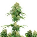 Girl Scout Cookies (White Label) Feminiserede